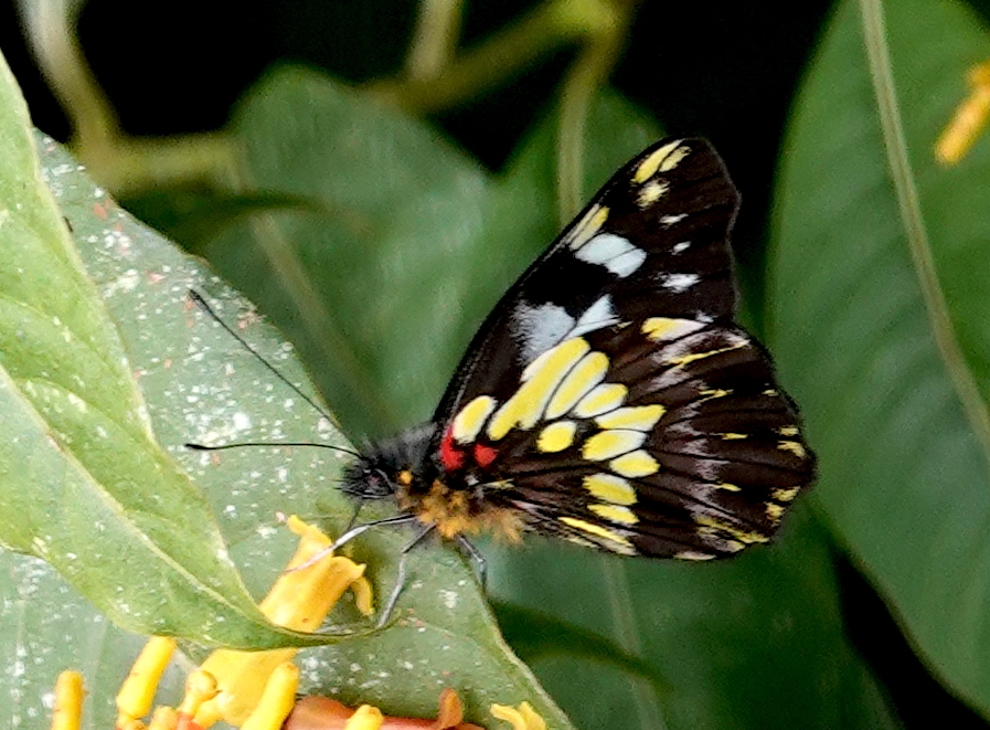 Leodonta dysoni