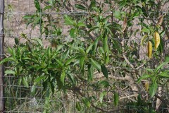 Cestrum laevigatum