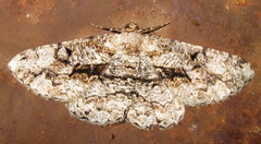 Peribatodes umbraria