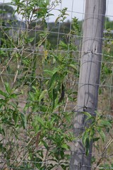 Cestrum laevigatum