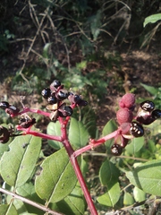 Zanthoxylum bungeanum