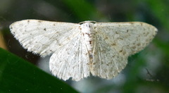 Scopula marginepunctata