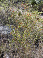 Anisacanthus thurberi