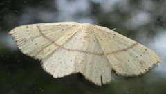 Cyclophora punctaria