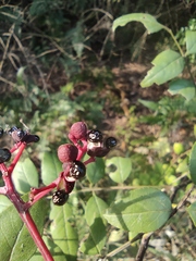 Zanthoxylum bungeanum