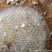 Keyhole Bryozoan - Photo (c) Frédéric ANDRE, some rights reserved (CC BY-NC), uploaded by Frédéric ANDRE