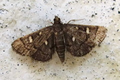 Dolicharthria stigmosalis