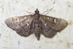 Dolicharthria stigmosalis