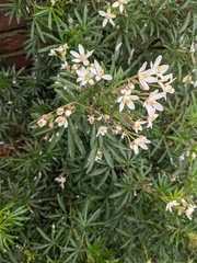 Choisya ×dewitteana