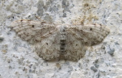 Idaea camparia