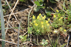 Ceratocephala falcata