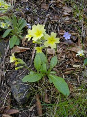 Primula intricata