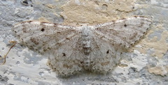 Idaea camparia