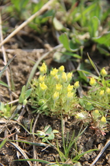 Ceratocephala falcata