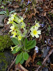 Primula intricata