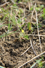 Ceratocephala falcata