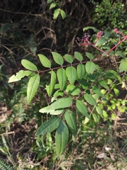 Zanthoxylum bungeanum