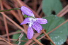 Viola septemloba