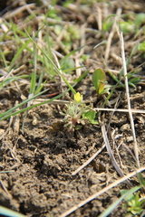 Ceratocephala falcata