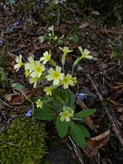 Primula intricata