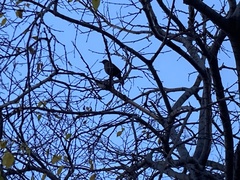 Turdus merula
