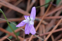 Viola septemloba