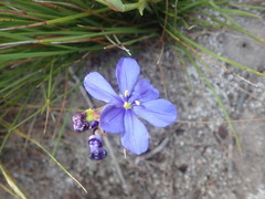 Aristea glauca