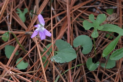 Viola septemloba