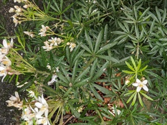 Choisya ×dewitteana