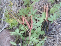 Desmanthus acuminatus