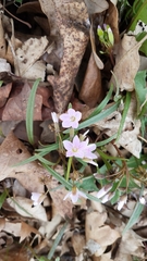 Claytonia virginica