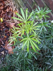 Choisya ×dewitteana