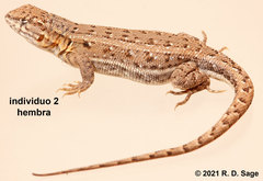 Liolaemus darwinii
