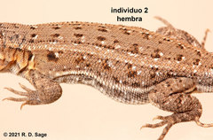 Liolaemus darwinii