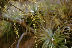 Deuterocohnia