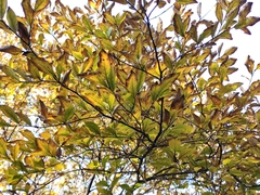 Lindera glauca