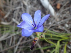 Aristea glauca