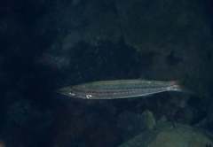 Sphyraena borealis