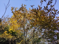 Lindera glauca