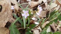 Claytonia virginica