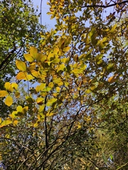 Lindera glauca