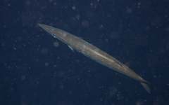 Sphyraena guachancho