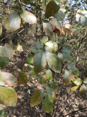 Lindera glauca