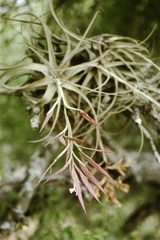 Tillandsia lorentziana