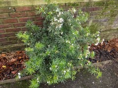 Choisya ×dewitteana