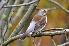 Turdus pilaris