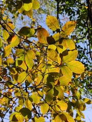 Lindera glauca