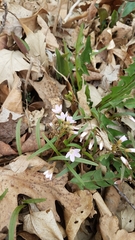 Claytonia virginica
