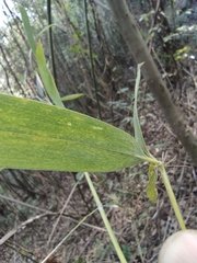 Pleioblastus maculatus