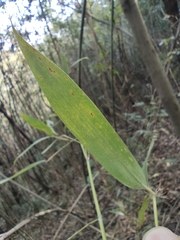 Pleioblastus maculatus